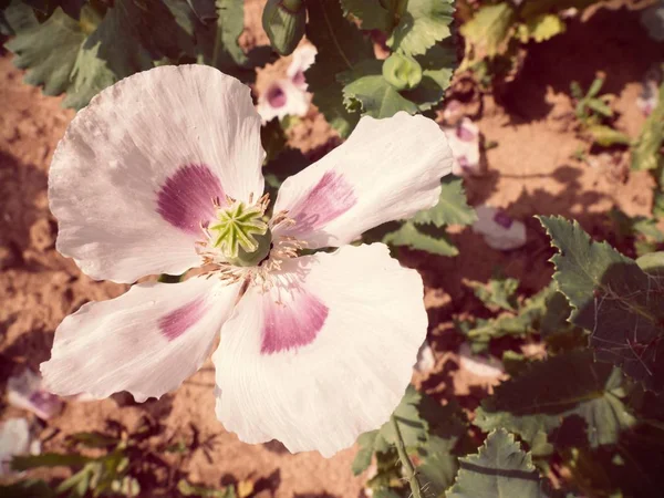 Primo piano di fiori di papavero che si muovono in vento dolce, teste di papavero verdi in grande campo — Foto Stock