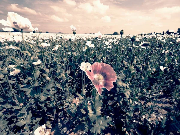 Close-up van poppy bloesem verplaatsen in zachte wind, groene poppy heads in grote veld — Stockfoto