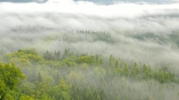 Spring misty morning in forest landscape. View around. Majestic peaks cut lighting mist. Deep valley is full of colorful fog and rocky hills are sticking up to Sun. — Stock Video