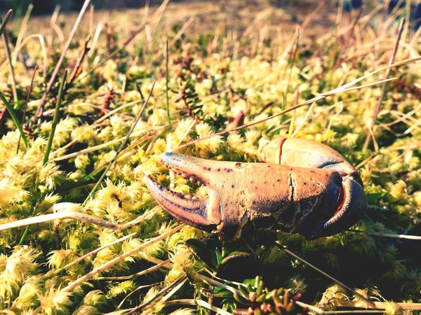 Crab claw na pobřeží mechem, odlivu zobrazení. Zbytek krab po krmení ptáků moře. — Stock fotografie