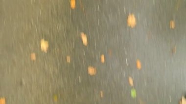 Kararsız hızlı hareket renkli düşmüş ölümüyle yağmur sonrası ıslak yolda döşeme sonuçlandı. Çürük akçaağaç, aspen huş ağacı yaprakları ve boş kaygan asfaltta döşeme sokak sonra Yağış.