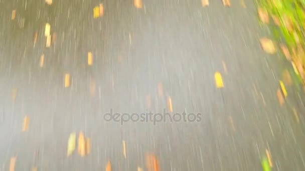 UNSTABLE QUICK MOTION  Dead fallen colorful leaves laying on wet road after rain. Rotten maple, aspen and birch leaves laying on slippery asphalt of empty street after rainfall. — Stock Video