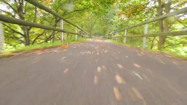 UNSTABLE QUICK MOTION  Dead fallen colorful leaves laying on wet road after rain. Rotten maple, aspen and birch leaves laying on slippery asphalt of empty street after rainfall. — Stock Video