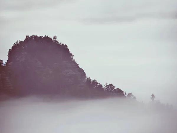 Niebla de colores desnudos. Bosque de verano después de una intensa noche lluviosa. Las copas de los árboles aumentaron a partir de niebla gruesa — Foto de Stock