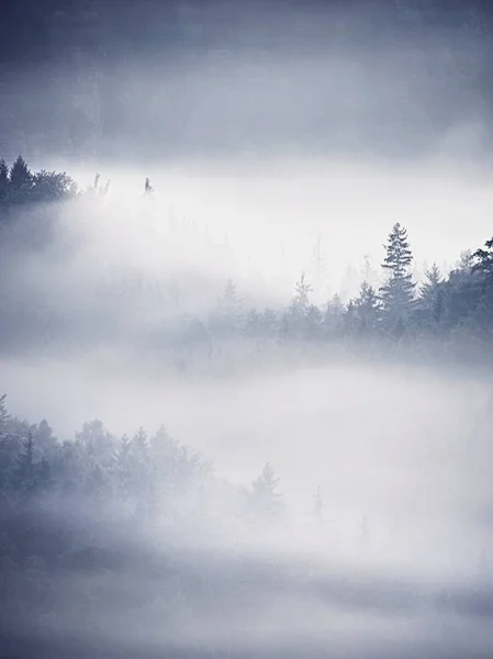 Niebla de colores desnudos. Bosque de verano después de una intensa noche lluviosa. Las copas de los árboles aumentaron a partir de niebla gruesa — Foto de Stock