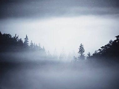 Puslu vadiye görüntüleyin. Yüksek ağaçları ve kayalık doruklarına kalın sis arttı. İlk güneş ışınları