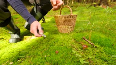 Adam bacaklar gizli yosunlu zemin sonbahar orman mantar için geldim. Mavi gömlekli adam silah kamışı sepeti, boletus cep bıçak ile kesmek yerleştirilir ve sepet içine koy. Malzeme çekme mantar