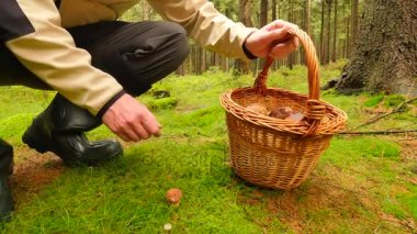 Malzeme çekme sonbahar ormanda mantar. Yosun mantar ceketli adamı sakız bot ve beyaz açık bul. Boletus kesilmiş eller sabah ıslak orman çim büyümeye.