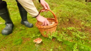 Malzeme çekme sonbahar ormanda mantar. Yosun mantar ceketli adamı sakız bot ve beyaz açık bul. Boletus kesilmiş eller sabah ıslak orman çim büyümeye.
