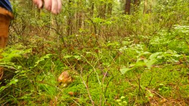 Sonbahar ormanda mantar arama adamı. Mavi gömlekli adam silah birçok mantar sepeti taşımak, ek çörek çakı ile kesin ve sepet içine yerleştirin. Malzeme çekme mantar sonbahar ormandaki