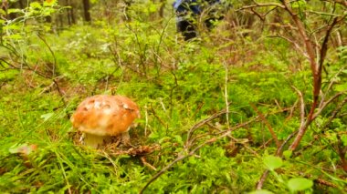 Adam gumm Çizmeli Ladin ormanda mantar bulmak. El tırtıklı bıçak bıçak, hasır sepet mantar yerleştirerek mushroomer eller daha çörek mantar kekemelik. Mantar avcılık 
