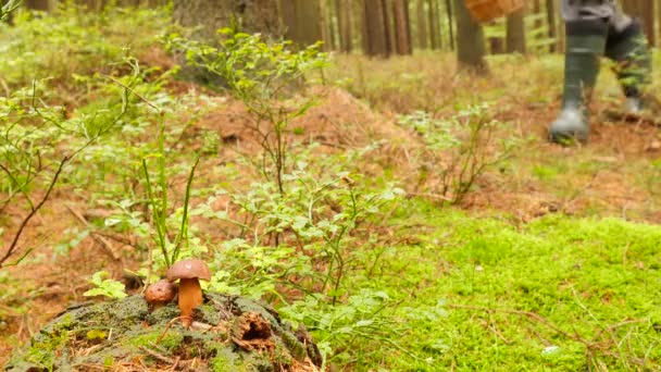 Homem à procura de cogumelos na floresta outonal. Colhendo cogumelos na floresta de outono — Vídeo de Stock