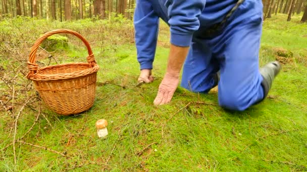 Старий у гумових чоботях знаходить гриб у моху. Руки обрізають і відрізають гриб болетом за допомогою тонкого ножа, ніж руки, що розміщують гриб у плетеному кошику. Традиційний гриб шукає — стокове відео