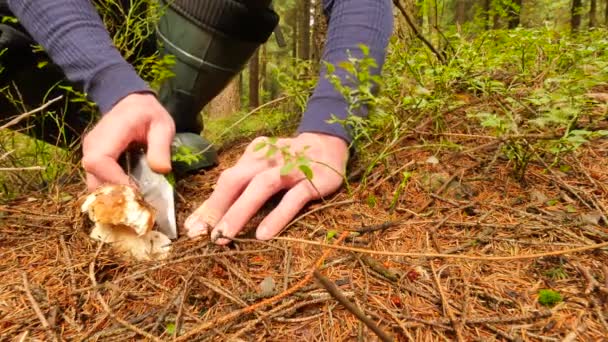 Man söker svamp i höstlig skog. Man armar i blå skjorta bär korg med många champinjoner, skära ytterligare boletus med fickkniv och lägga den i korgen. Plocka svamp i höst skog — Stockvideo