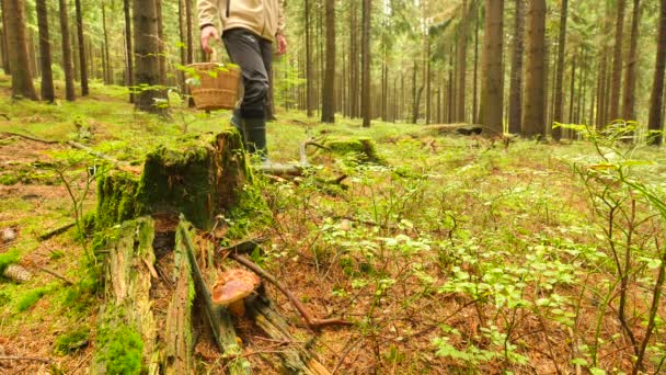 Чоловік у ялинових черевиках знаходить гриб у ялинових лісах. Рука відрізала гриб болетом ножем, ніж грибними руками, розміщуючи гриб у плетеному кошику. Грибне полювання — стокове відео