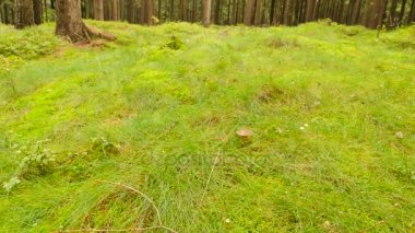 Beyaz mantar orman çim seçmek, geniş görünümünü kapatın. Ellerini kes ve ormanda beyaz mantar toplamak. 