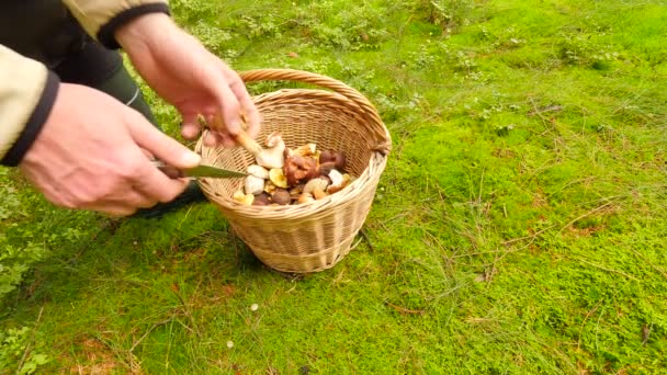 Hand cut off boletus mushroom by jagged blade knife, than mushroomer hands placing mushroom into wicker basket. The mushroom hunting — Stock Video
