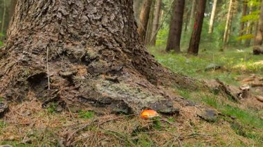 Top sepeti çember okul basketbol sahası içinde geçiyor. Basketbol net zinciri düşüyor.