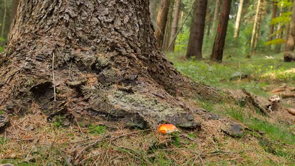 Мяч проходит через корзинку обруча на школьной баскетбольной площадке. Баскетбол проваливается в сетку . — стоковое видео