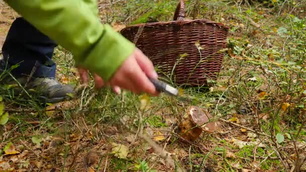 Jongen in geel groene jas en outdoor kleding vondsten paddenstoelen in de herfst bos. Wapens met donkere bruine mand neergezet en snij zorgvuldig bronskleurig met zakmes. — Stockvideo