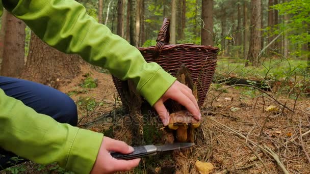Garçon en veste jaune verte et vêtements de plein air trouve champignon dans la forêt automnale. Bras avec panier marron foncé et coupe soigneusement bolet avec couteau de poche . — Video