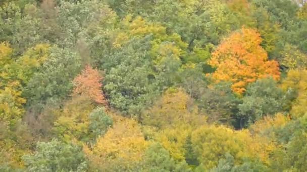Windy weather in the forest. Strong wind removing colorful leaves from autumnal trees on forest hill.  Dark clouds move quickly across the sky. Autumn weather. — Stock Video