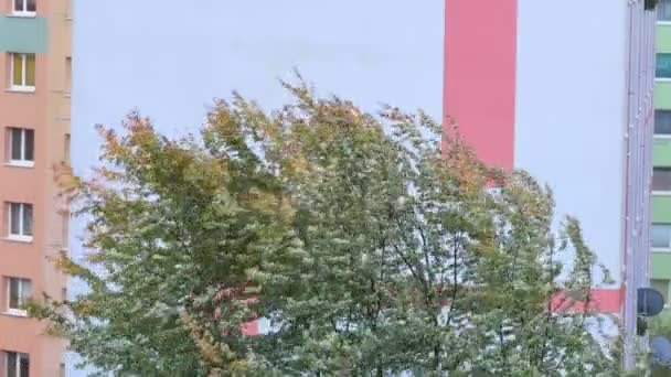 Burzliwy wiatr w mieście. Drzewa w jesiennych kolorach na ulicy gięcia są przez silny wiatr. Płaskie domy w tle. — Wideo stockowe