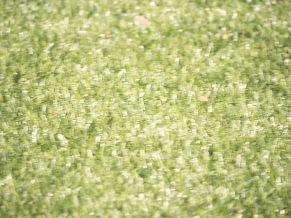 Defocused grass for background. Blurred and de focused green stalks leaves — Stock Photo, Image