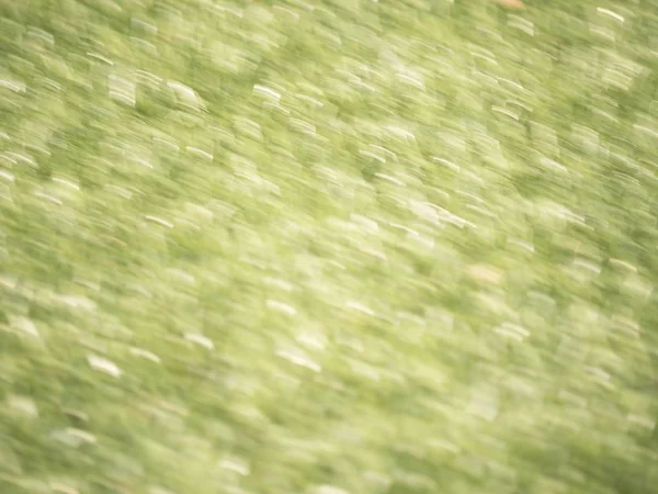 Відкладена трава для тла. Розмиті і зосереджені зелені стебла листя — стокове фото