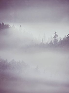 Sökülen renkli sis. Yaz orman ağır yağmurlu geceden sonra. Ağaç seviyesinde, atışa kalın sis arttı