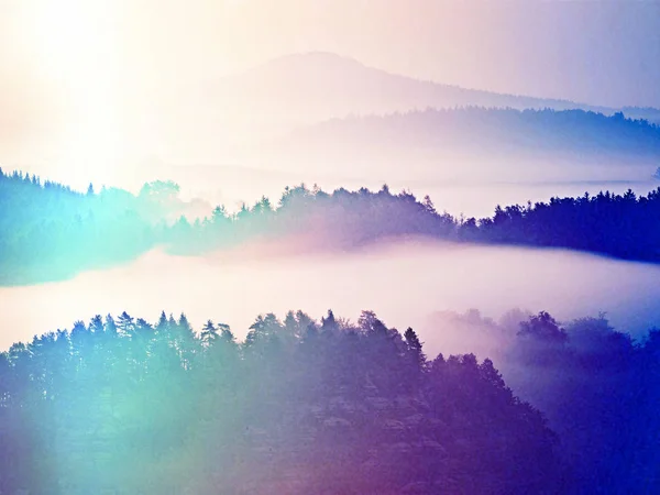 Brume colorée dénudée. Forêt d'été après une nuit pluvieuse intense. La cime des arbres a augmenté à cause du brouillard épais — Photo