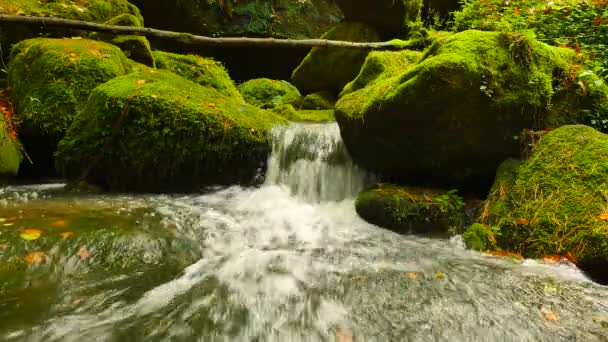 Stony weir op kleine berg rivier. stroom vloeit over zandsteen blokken en maakt melkachtig water. — Stockvideo