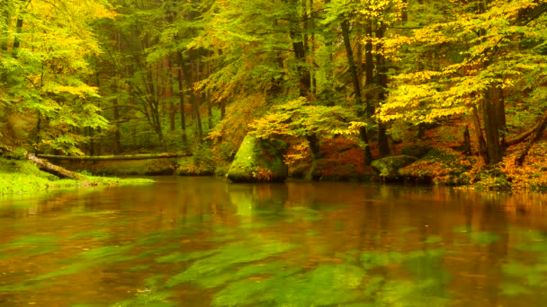 Autumn landscape, colorful leaves on trees, morning at river after rainy night. Colorful leaves. Autumn stream. Forest river. November scene.Fall morning river. Colors of river. Nature in autumn. — Stock Video