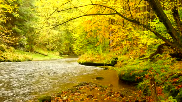 Herfst rivieroever met oranje beuken verlaat. Verse groene bladeren op takken boven water maken reflectie Regenachtige avond op stroom. — Stockvideo