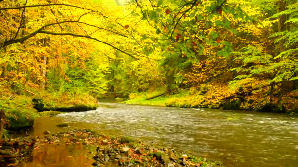Herfst landschap, kleurrijke bladeren aan de bomen, ochtend bij rivier na een regenachtige avond. Kleurrijke bladeren. Autumn stream. Forest river. November scène. De rivier van de ochtend van de herfst. Kleuren van de rivier. Natuur in de herfst. — Stockvideo