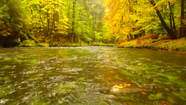 Autumn river bank with orange beech leaves. Fresh green leaves on branches above water make reflection. Rainy evening at stream. — Stock Video