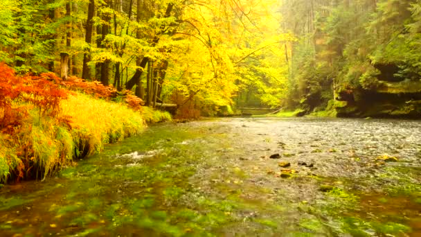 Podzimní břeh řeky s oranžovou buk listy. Čerstvé zelené listy na větvích nad vodou aby odraz. Deštivý večer na stream. — Stock video