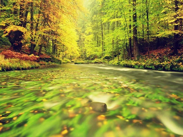 Herfst landschap, kleurrijke bladeren aan de bomen, ochtend bij rivier na een regenachtige avond. Kleurrijke bladeren. — Stockfoto