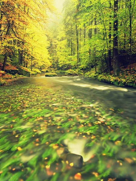 Podzimní krajina, barevné listí na stromech, ráno na řece po deštivé noci. Barevné listí. — Stock fotografie