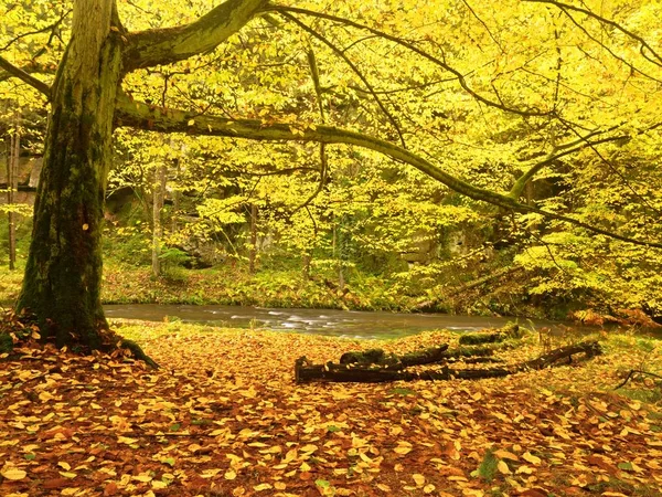 Colorful autumn river bank at rapid stream, under old beeches and maples. — Stock Photo, Image