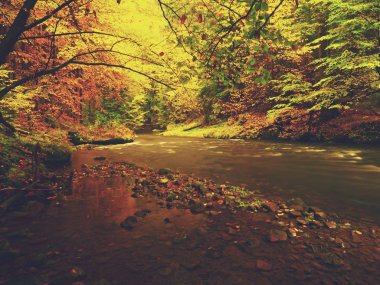 Bulanık dalgalar,, taze yeşil yosunlu taşlar ve kayalar nehir kıyısında sonbahar dağ nehir görüntülemek