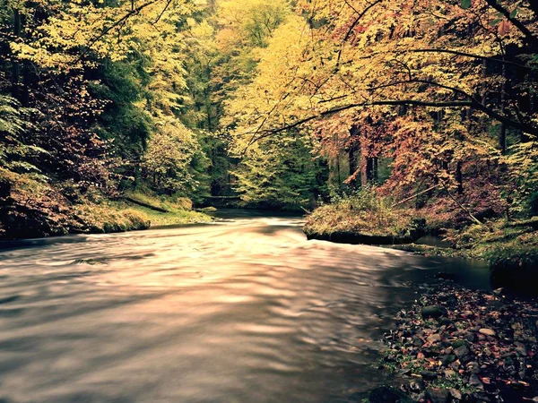 Kamenité řece vztahuje oranžové buk listy. Svěží barevné listí na větvích nad vodou — Stock fotografie