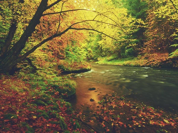 Rüya gibi günbatımı dağ sonbahar ormandaki yukarıda. Nehir kıyısında ağaçlar arasında renkli sis