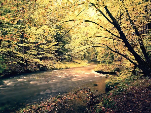 Fall river. Orman sonbahar ağaçlarıyla güzel dağ dere