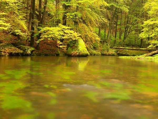 Herfst kleurrijk bos boven de rivier van de berg. Water onder de bladeren van bomen met geel oranje reflectie. — Stockfoto