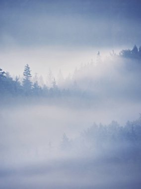 Rüya gibi manzara kalın siste kaybettim. Harika sabah yumuşak güneş ışığı tarafından sisli vadinin parlayan.