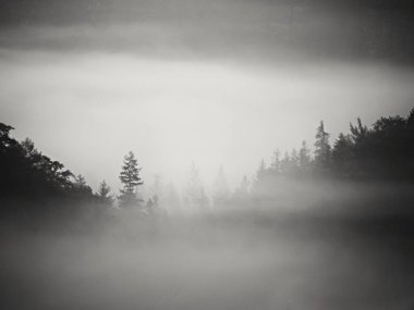 Sökülen renkli sis. Yaz orman ağır yağmurlu geceden sonra. Ağaç seviyesinde, atışa kalın sis arttı