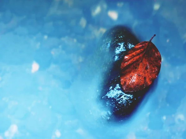Kolorowy liść z drzewa bukowego na głaz bazaltu w niewyraźne górskiego strumienia szybkiego. Niebieski niewyraźne fale, mleczny smoky wody z odbicia. — Zdjęcie stockowe