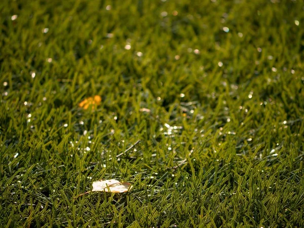 Raw rubber of  Winter Soccer  Turf . Closeup  view of artificial grass field on football playground. — Stock Photo, Image