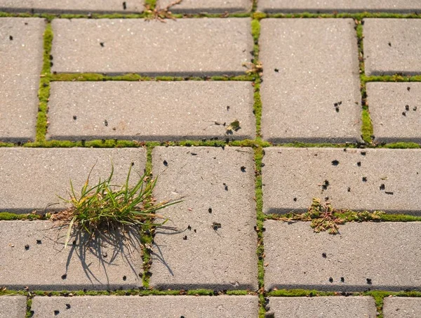 Pavimento empedrado con un montón de hierba. Acera de piedra en variación con una hierba verde — Foto de Stock
